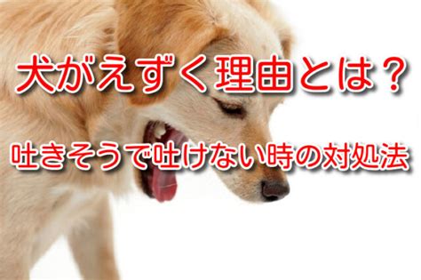 犬がえずく時の対処法