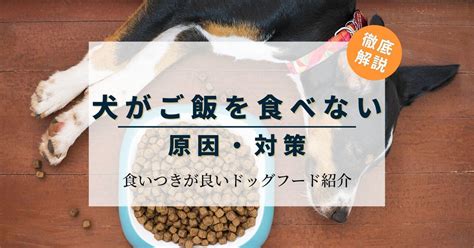 犬がドックフードを食べない原因