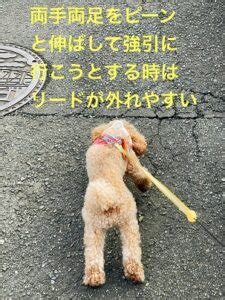 犬がハーネスから抜け出せないようにする方法