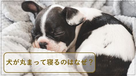 犬が丸まって眠る理由