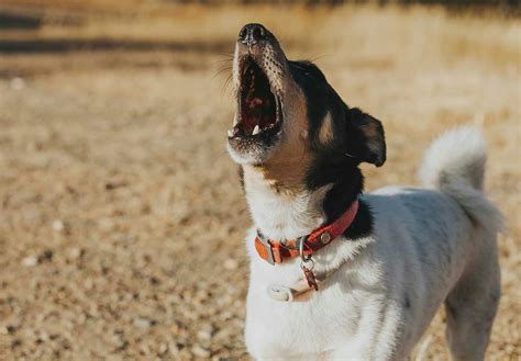 犬が他の犬に吠える理由と対処法