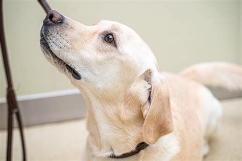 犬が他の犬に吠える：原因と対処法