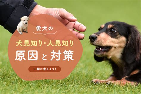 犬が他の犬を怖がる？原因と対処法を徹底ガイド