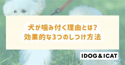 犬が噛み付く理由