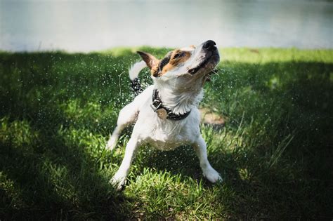 犬が嫌がること