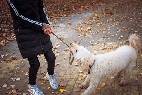 犬が嫌がることトップ10とそれに対処する方法