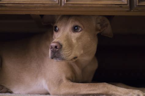 犬が怖がる原因と対処法