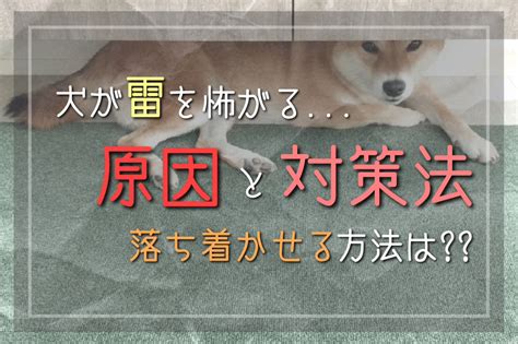 犬が怖がる原因と対策