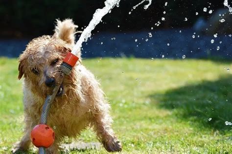 犬が汗をかかない理由と例外