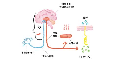 犬が汗をかく仕組み