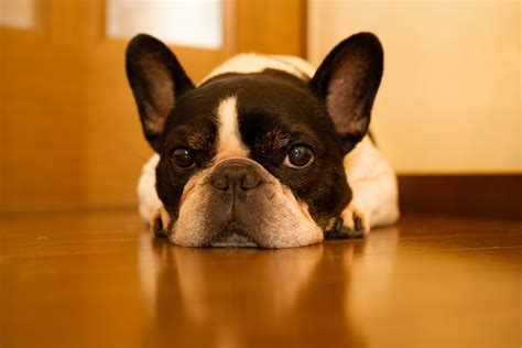 犬が病気になりやすい要因