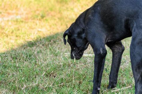 犬が胃液を吐く原因