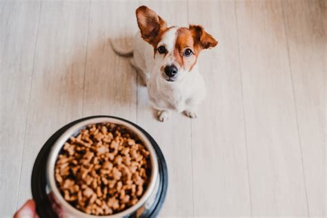 犬が食いつきの悪い理由と改善方法