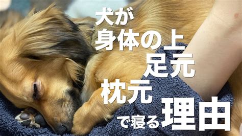 犬が飼い主の上で寝る理由