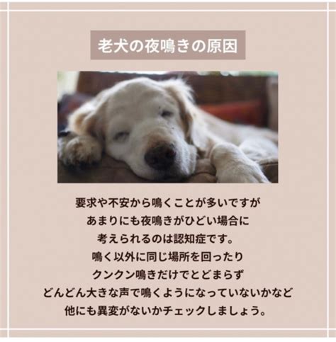 犬が鳴く原因