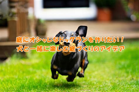 犬とともにより豊かな生活を送る：手て犬の知っておくべきすべて