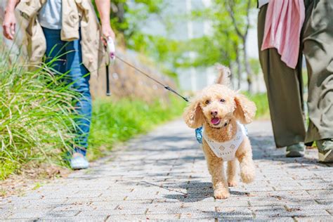 犬とのお出かけをワンランクアップ！ドックカートの選び方と活用法