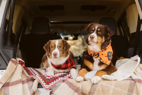 犬とのキャンプに必要な用品