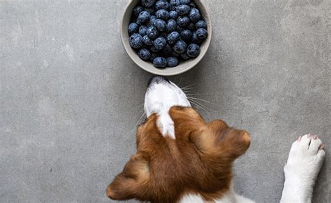 犬とブルーベリー：食べられるのか、その安全性とメリット