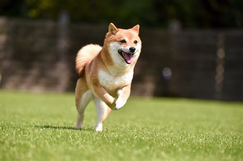 犬と快適に過ごせるドッグラン「いこいドッグラン」の魅力と注意点