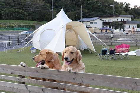 犬と楽しむキャンプ場ガイド