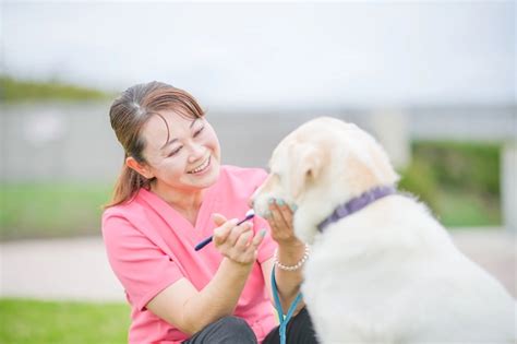 犬と歯磨き：愛犬の口腔健康を守る