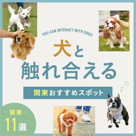 犬と触れ合える：