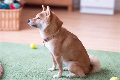 犬に「おすわり」を教えるための完全ガイド