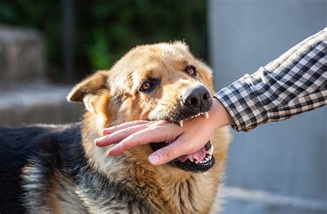 犬にかまれると危険な理由