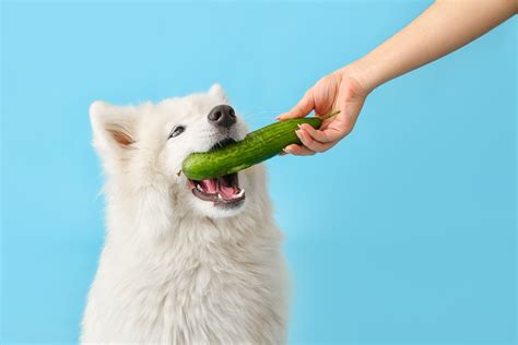 犬にきゅうりは与えても大丈夫？