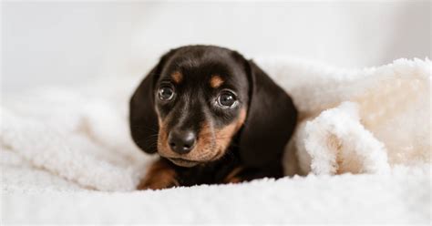 犬にとって快適なベッドとは？