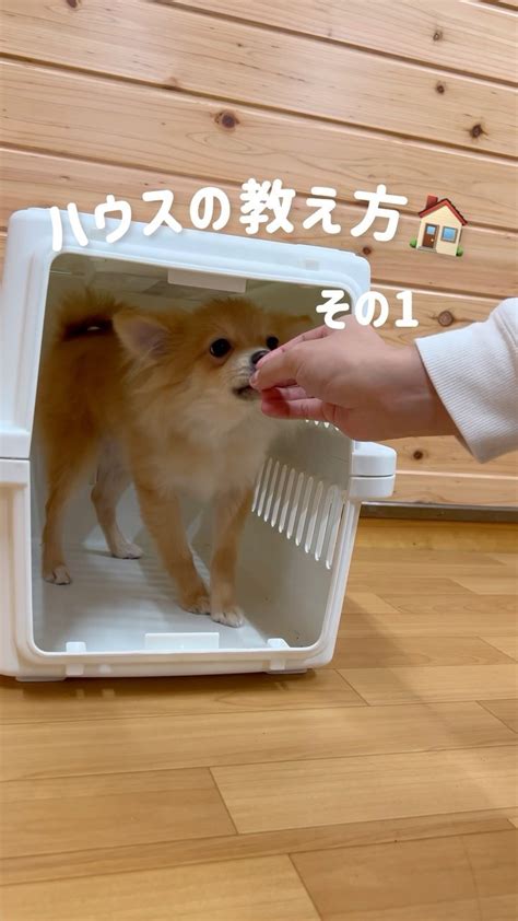 犬にネームプレートを付けることの重要性