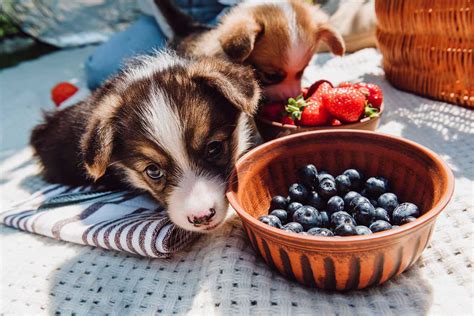 犬にブルーベリーを与える：メリット、注意点、与え方