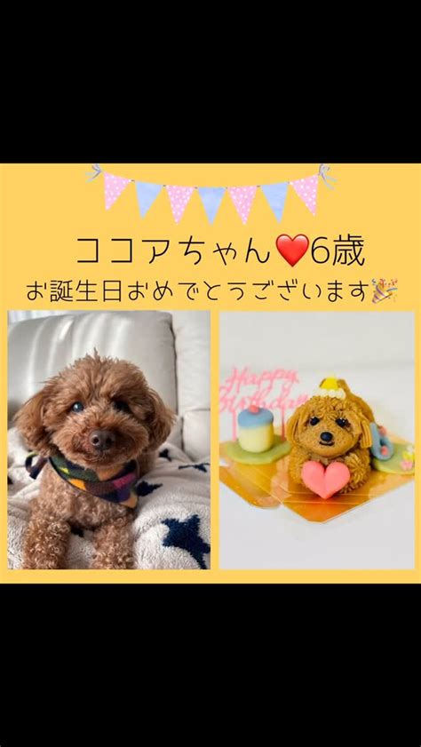 犬に優しいケーキの材料