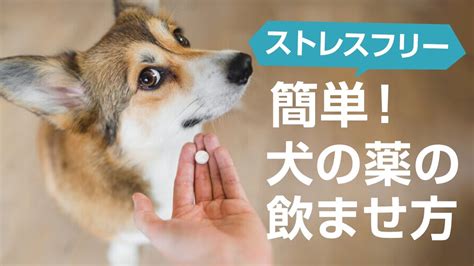 犬に漢方薬を与えるメリット