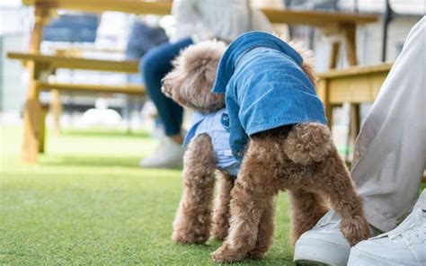 犬の「マウンティング」の原因と対処法