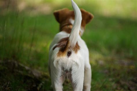 犬のしっぽの秘密: その動きとコミュニケーションの役割