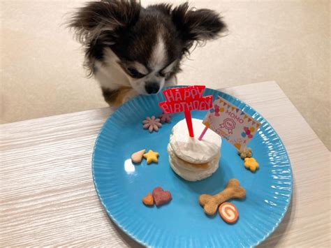 犬のためのケーキ作り：愛犬の誕生日に手作りのおもてなしを