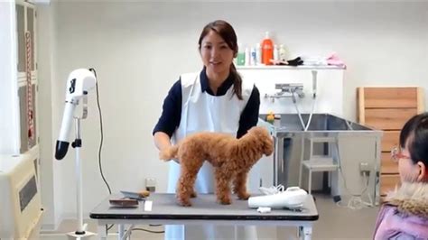 犬のためのシャンプーマシンの選び方ガイド