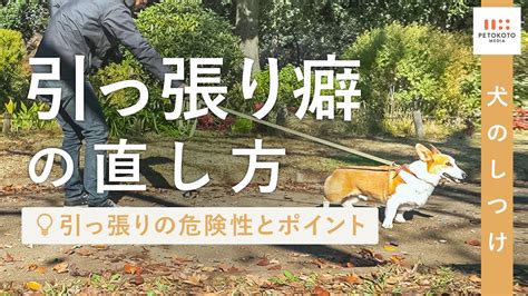 犬のためのネックレス選びの究極ガイド