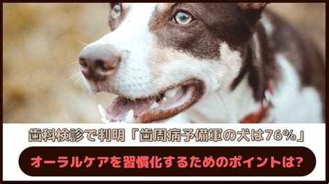 犬のオーラルケア: 愛犬の健康と幸せのために