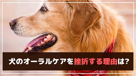 犬のオーラルケアの重要性