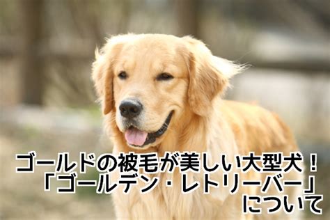 犬のカットについて：健康で美しい被毛を保つための完全ガイド