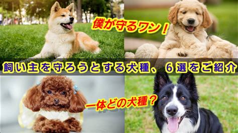 犬のズーノーシス：飼い主とペットの健康を守る