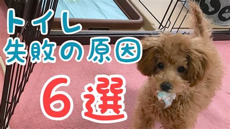 犬のトイレトレーニング: 子犬から成犬までステップバイステップ