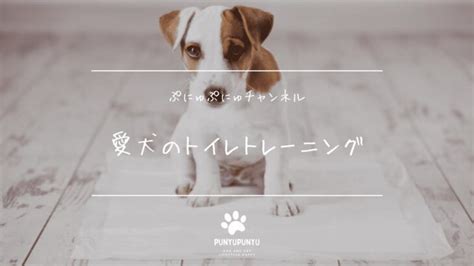 犬のトイレトレーニングのすべて～成功を導く包括ガイド～