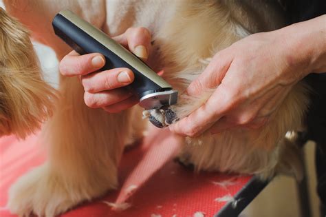 犬のトリミングを効果的に行うための包括ガイド