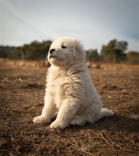 犬のニーズを理解する