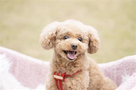 犬のネームプレートの選び方とおすすめ商品