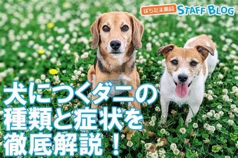 犬のノミ・ダニ予防に欠かせない知識と対策